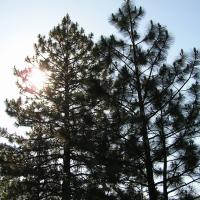 Pine Trees
