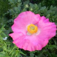 Pink Poppy