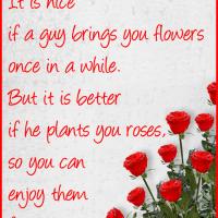Plant Roses
