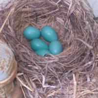 Robin Egg Nest