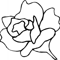 Rose Pattern