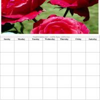 Roses Blank Calendar