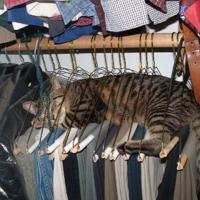 Sleeping Cat in Wardrobe