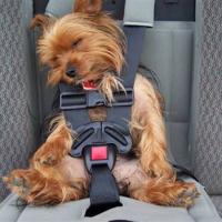 Sleeping Dog in Car Seat