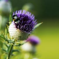 Thistle With A Bee