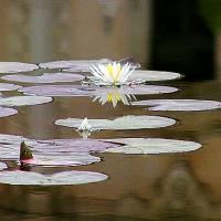 Water Lily On The Pond