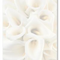 White Calla Lily Blank Card Invitation