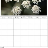 White Flowers Blank Calendar