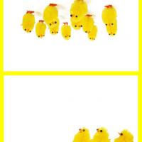 Yellow Chicks Card