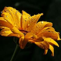 Yellow Daisy With Raindrops