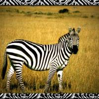 Zebra